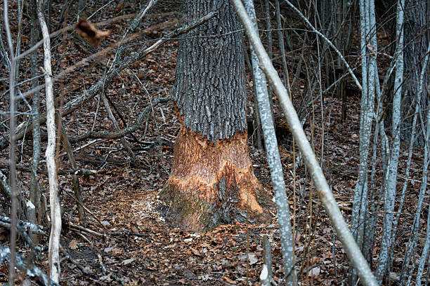 Beaver-Gnawed Tree Trunk in Woodland Showing Fresh Chew Marks and Forest Wildlife Activity