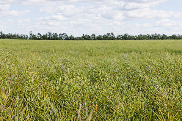 istock Lush barley field with ripening grain 2247174204