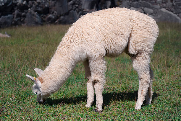 Wool and Wonder: A Living Thread in the Incan Landscape (Aguas Calientes, Peru: May 4th, 2009)