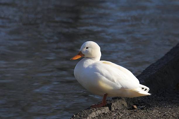 Domestic Duck (anas playrhynchos domesticus) perched at the edge of a pond