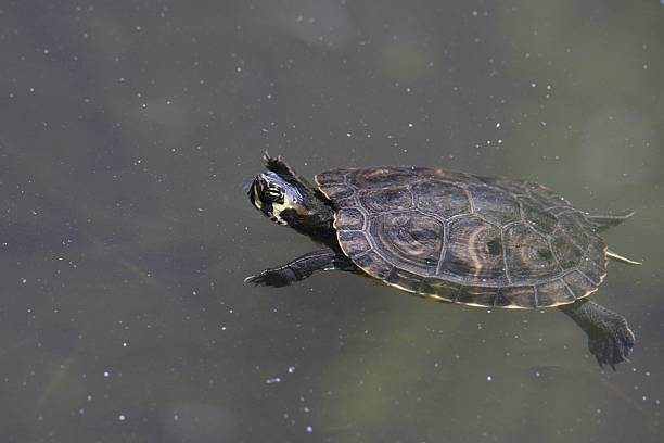 istock Yellow-bellied Slider Turtle (trachemys scripta scripta) floating at the surface of a pond 2247176850