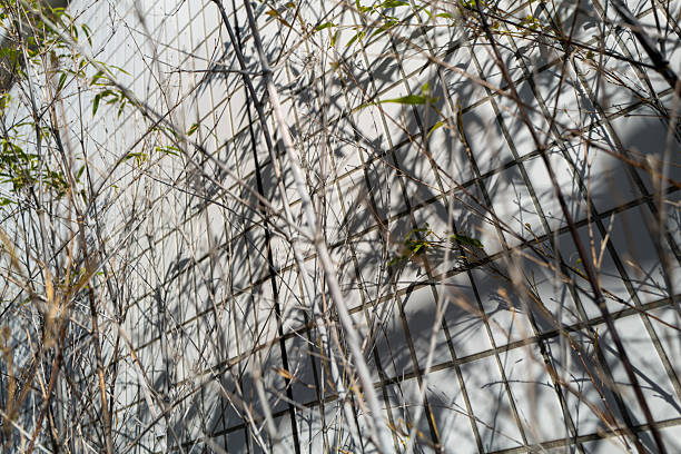 Abstract Shadows of Winter Twigs on a Tiled Wall