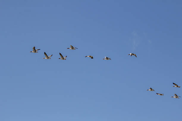 istock Flying geese migrating to warmer places 2247177746