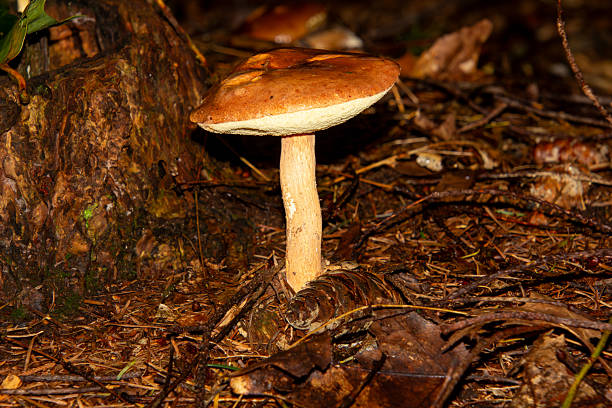 Close-up of a parasol mushroom in the forest near Appelscha in the Netherlands.