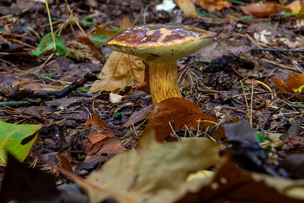 istock Close-up of a parasol mushroom 2247177765
