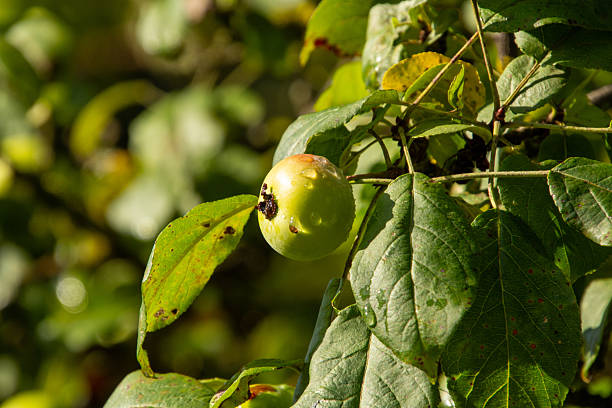 Dewdrops on the apples in the orchard