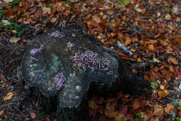 A dark, aged tree stump in the forest is dotted with clusters of delicate purple fungi, surrounded by fallen autumn leaves. Rich organic textures and earthy tones highlight natural decay, biodiversity, and the quiet details of woodland life.