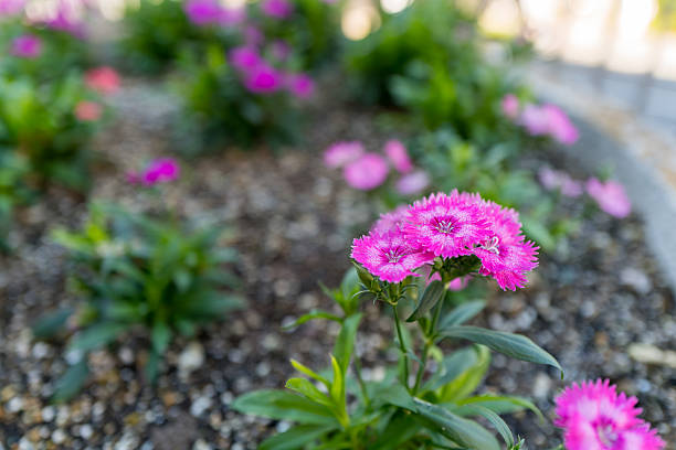 istock Gardening Theme: Blooming Dianthus in the Garden 2247178553