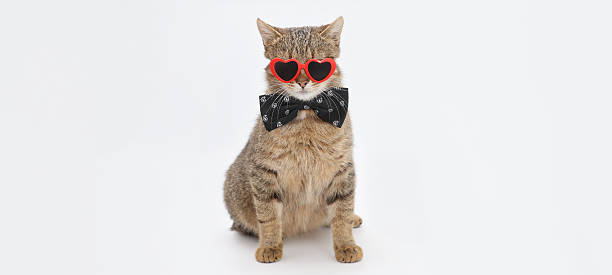 istock Cat with Heart Glasses for Valentine Greeting 2247178840