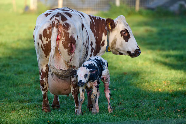 stil wet newborne calf together with its mother