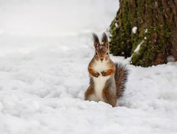 istock a cute fluffy squirrel stands in a winter park in the snow with its paws comically folded on its chest 2247179519
