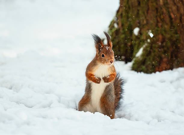 istock a cute fluffy squirrel stands in a winter park in the snow with its paws folded funny 2247179537