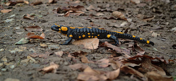 istock Fire Salamander Walking on a Forest Path in Autumn 2247179590