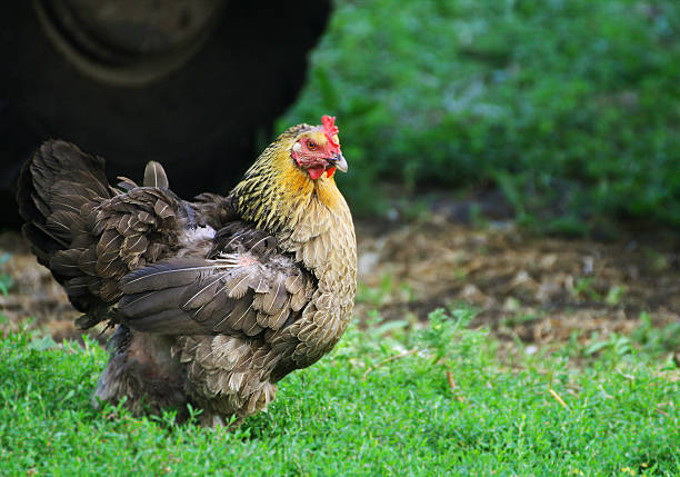 Chicken. A multicolored chicken walks on the green grass. Rural landscape.