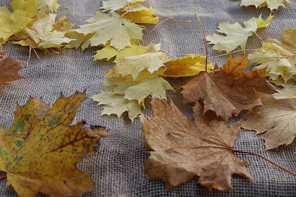 istock Colorful autumn maple leaves on textured fabric 2247180797