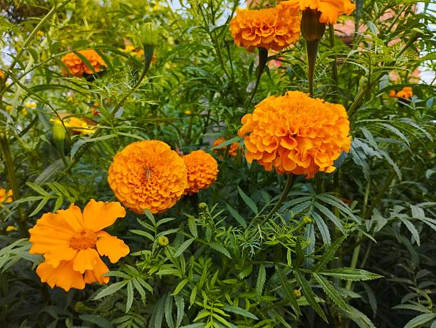 istock A beautiful cluster of orange marigolds 2247184783