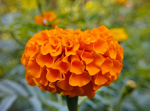 istock A vibrant orange marigold in full bloom 2247184884