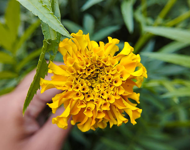 istock A hand holding a yellow marigold flower 2247184905