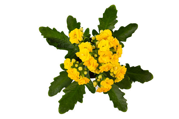 istock Kalanchoe plant in the pot isolated 2247185007