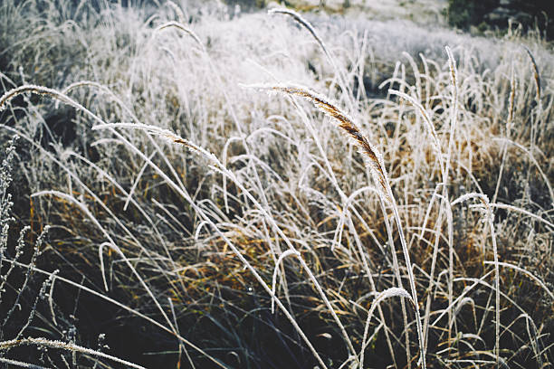 istock Dry grass in wild field covered with white frost 2247186646