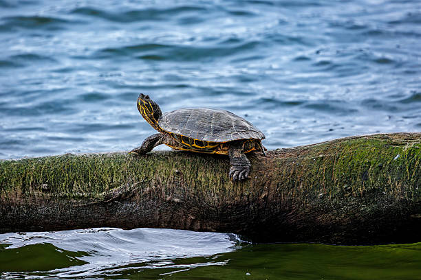 istock Freshwater turtle resting on a log by the lake. 2247187558