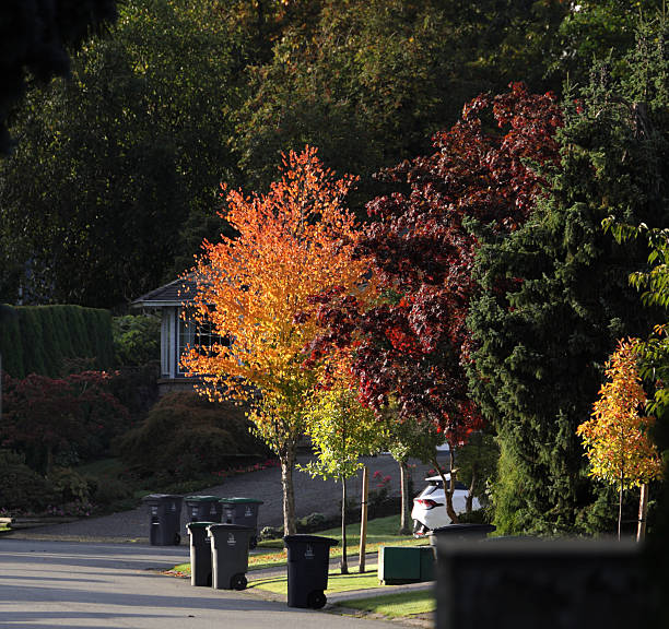 Surrey, Canada - October 16, 2025: Looking south on 158th Street. Small deciduous trees show their fall foliage on the front lawns of detached houses. Wheeled carts for recycling and organics line the curb on collection day in the Bel-Air subdivision of the Fleetwood-Tynehead neighbourhood. An urban rainforest stands in the background. Bright morning in Metro Vancouver.