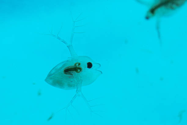 istock Happy water flea underwater – macro shot of Daphnia 2247189256