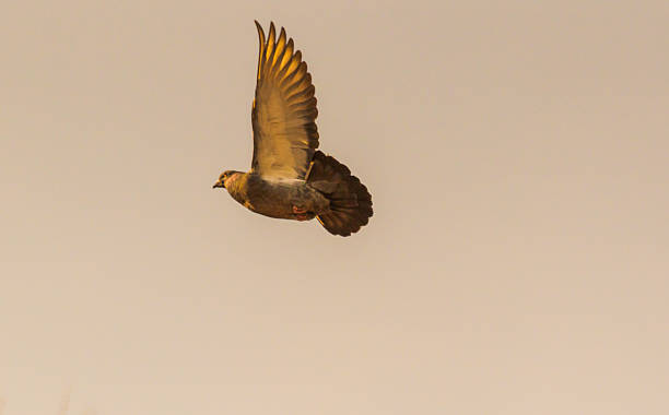 istock City pigeon maneuvers in flight 2247189884