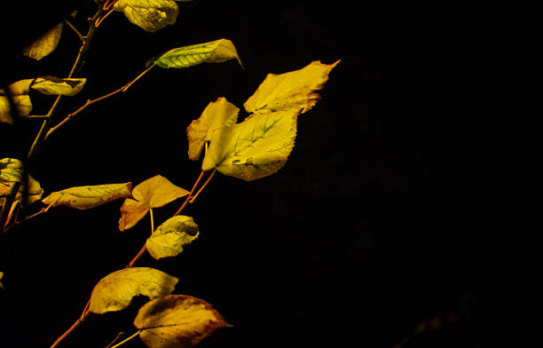 Leaves on a branch in the rays of night light