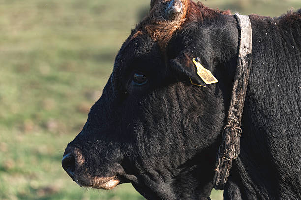 istock Cypriot cattle breed posing in a green meadow with an identification tag on its ear 2247191475