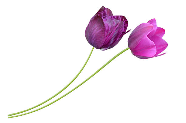 Branch of tulip flower isolate white