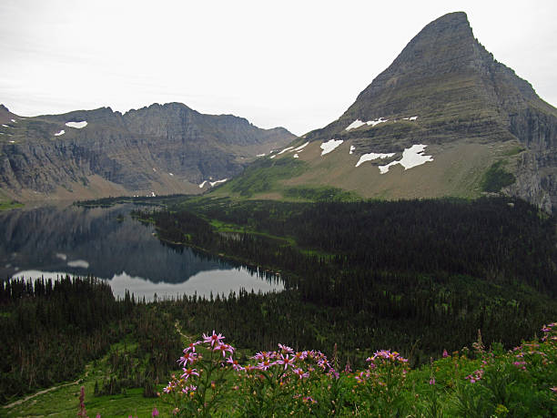 Hidden Lake with Wildflowers, Glacier National Park