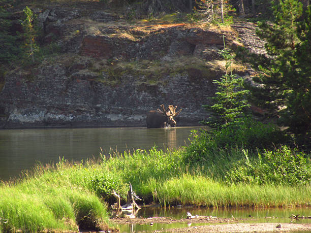 istock Distant Male Moose in a Forest Lake 2247192981