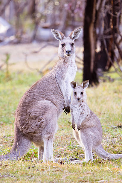 istock Kangaroo and Joey in Gresswell Nature Conservation Reserve Australia 2247194996