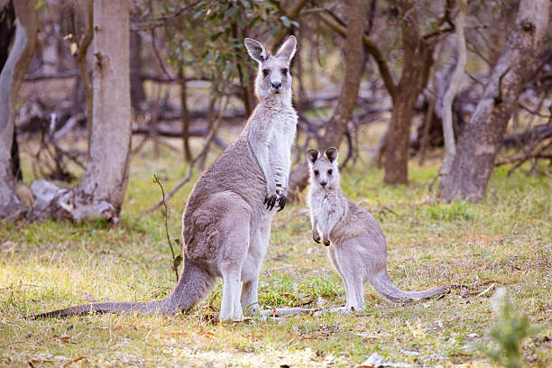 istock Kangaroo and Joey in Gresswell Nature Conservation Reserve Australia 2247195002