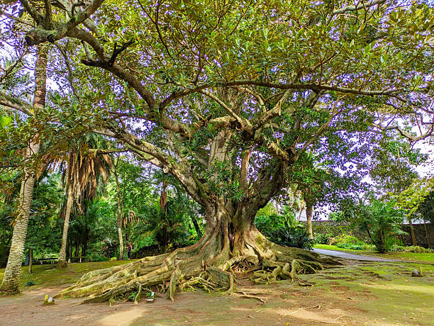 istock Botnical garden giant tree Azores 2247198173