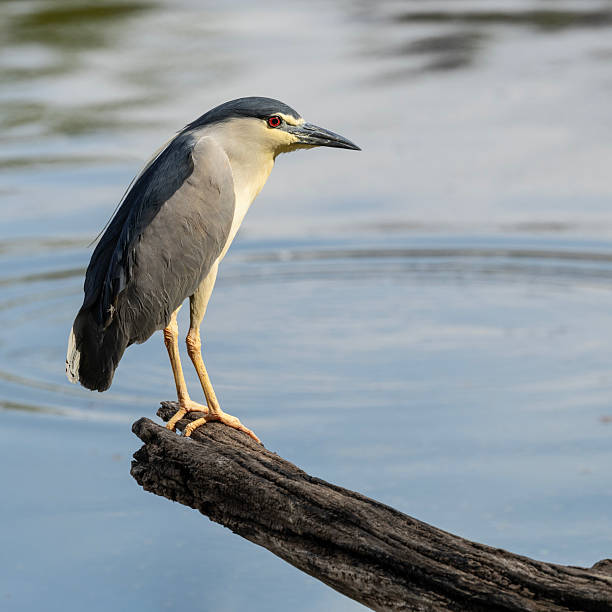 A Black-crowned Night Heron standing on a dead tree trunk above Lake Alarobia in Tsarasaotra Park, a Ramsar wetland in Antananarivo, Madagascar.