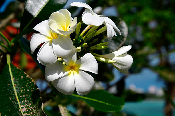 Hagåtña, Guam: in Chamorro culture of Guam and the Northern Mariana Islands, plumeria flowers (known locally as kalachucha or kalachuchan) are valued for their fragrance and beauty, symbolizing positivity, new beginnings, and resilience in tropical island life. They are commonly woven into leis and mwarmwars (head garlands) for ceremonies, graduations, and greetings. Though not Guam's official flower, that is the bougainvillea, plumeria serves as the emblematic bloom for villages like Piti, Yigo, and Asan-Maina. Abundant in the region, they reflect Chamorro connections to nature and tradition.