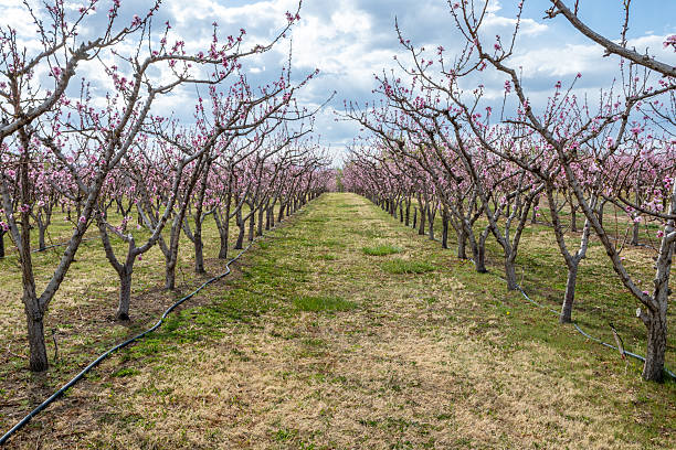 istock Blossoming peach trees in Palisade, Colorado under sunny spring cloudscape. 2247199967