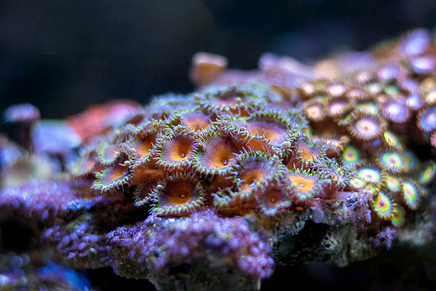 Captain America Palythoa Zoanthid small colony in reef aquarium tank