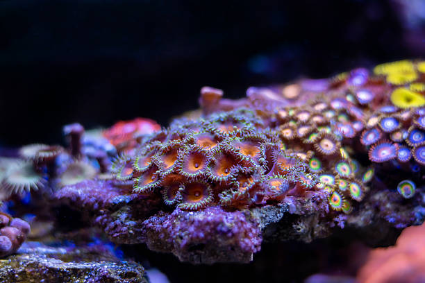istock Captain America Palythoa Zoanthid small colony in reef aquarium tank 2247200629