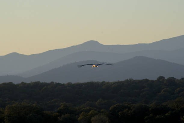 A squadron of Dalmation Pelicans soaring around Lake Shkodra.