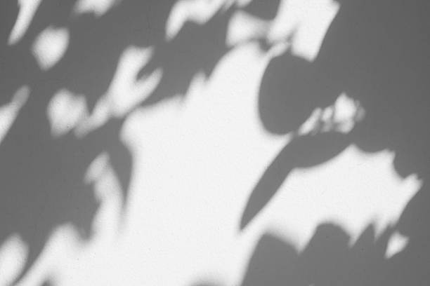 istock Abstract natural tree branch leaves shadow on white wall background 2247202697