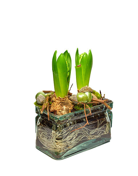 A close-up view of green hyacinth sprouts growing in a decorative glass pot filled with soil, with roots visibly extending within the clear container, creating an elegant and natural scene.