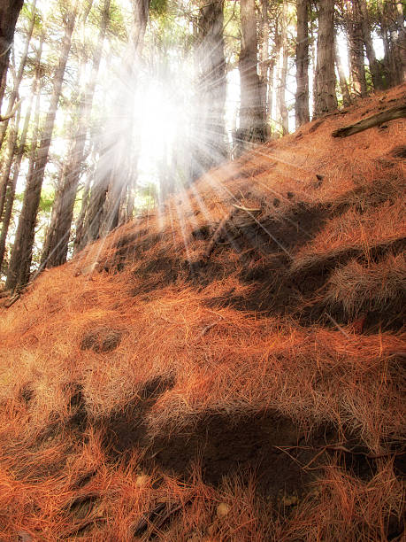 Beautiful sunbeams illuminate a hillside covered in orange pine needles within a serene New Zealand forest. The scene captures the calm ambiance and natural splendor of this picturesque location.