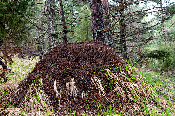 istock Ant hill in forest clearing with lush greenery and pine trees 2247202890