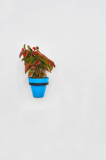 A delicate red flowering plant, likely of the Begonia genus, grows vibrantly in a bright blue pot. It is mounted on a stark white wall, creating an eye-catching and colorful minimalist decor.