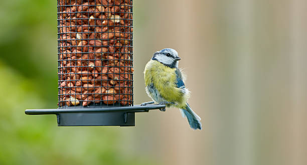 istock Small bird perched on a metal feeder filled with nuts amidst a serene natural setting 2247202921