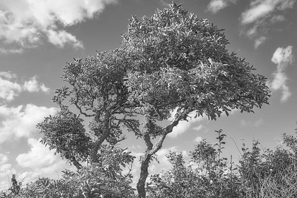 A grayscale photograph capturing a lone tree (possibly Olea europaea) standing amidst shrubs and foliage, bathed in soft light against a background of scattered clouds in a clear sky.