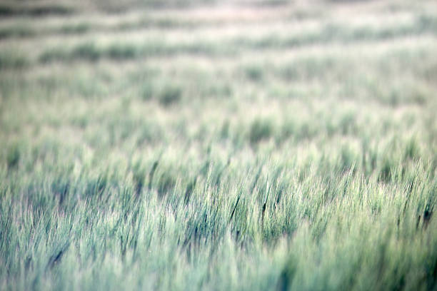 A tranquil depiction of a grassy green landscape, this image showcases the natural beauty of vegetation gently moving with the breeze, emphasizing serenity, nature's elegance, and calming landscapes against soft light.